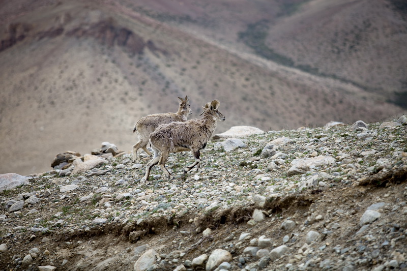 地质地球-跳跃的藏岩羊-任晖-13601026402.jpg